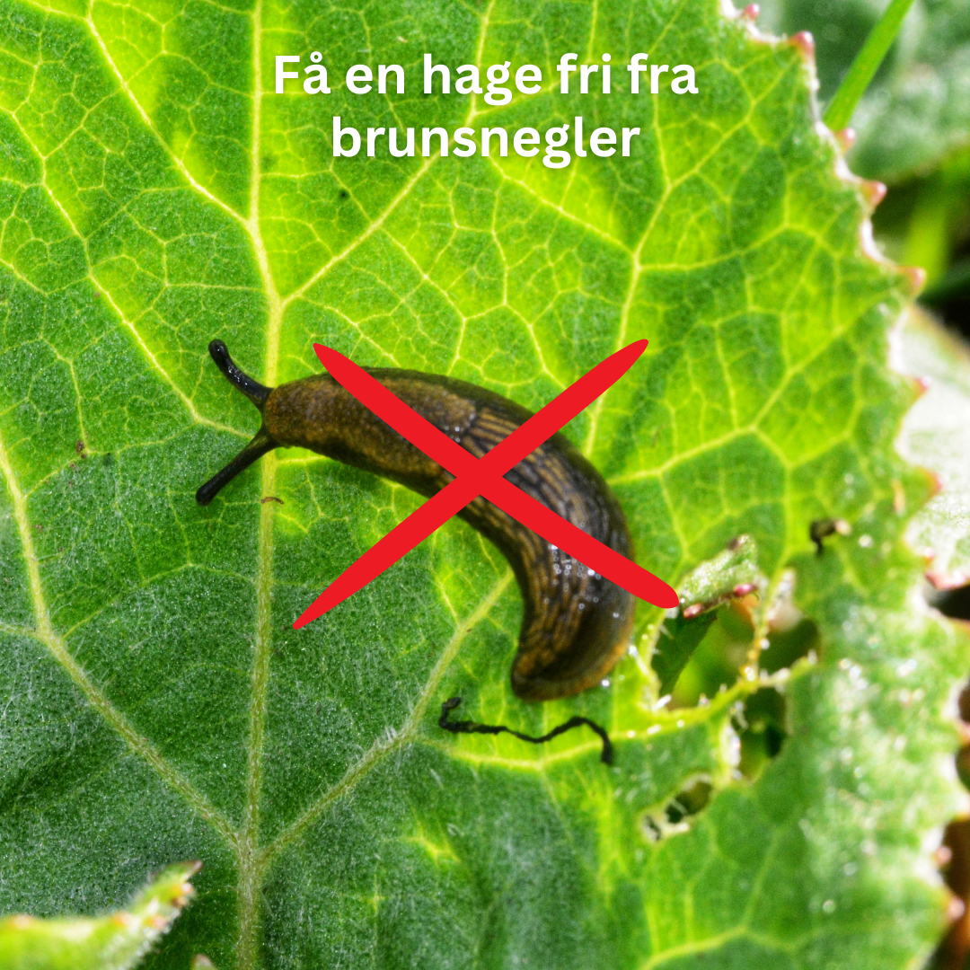 Sneglefellen