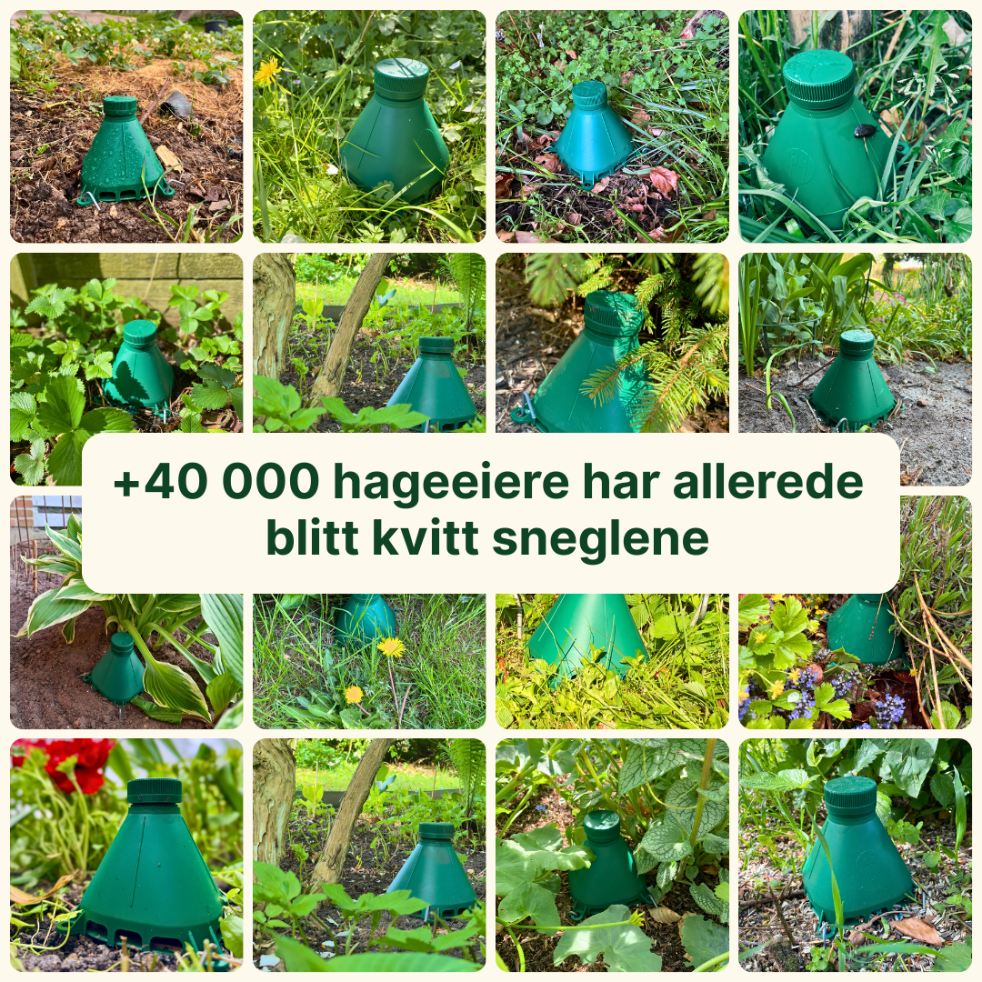 Sneglefellen